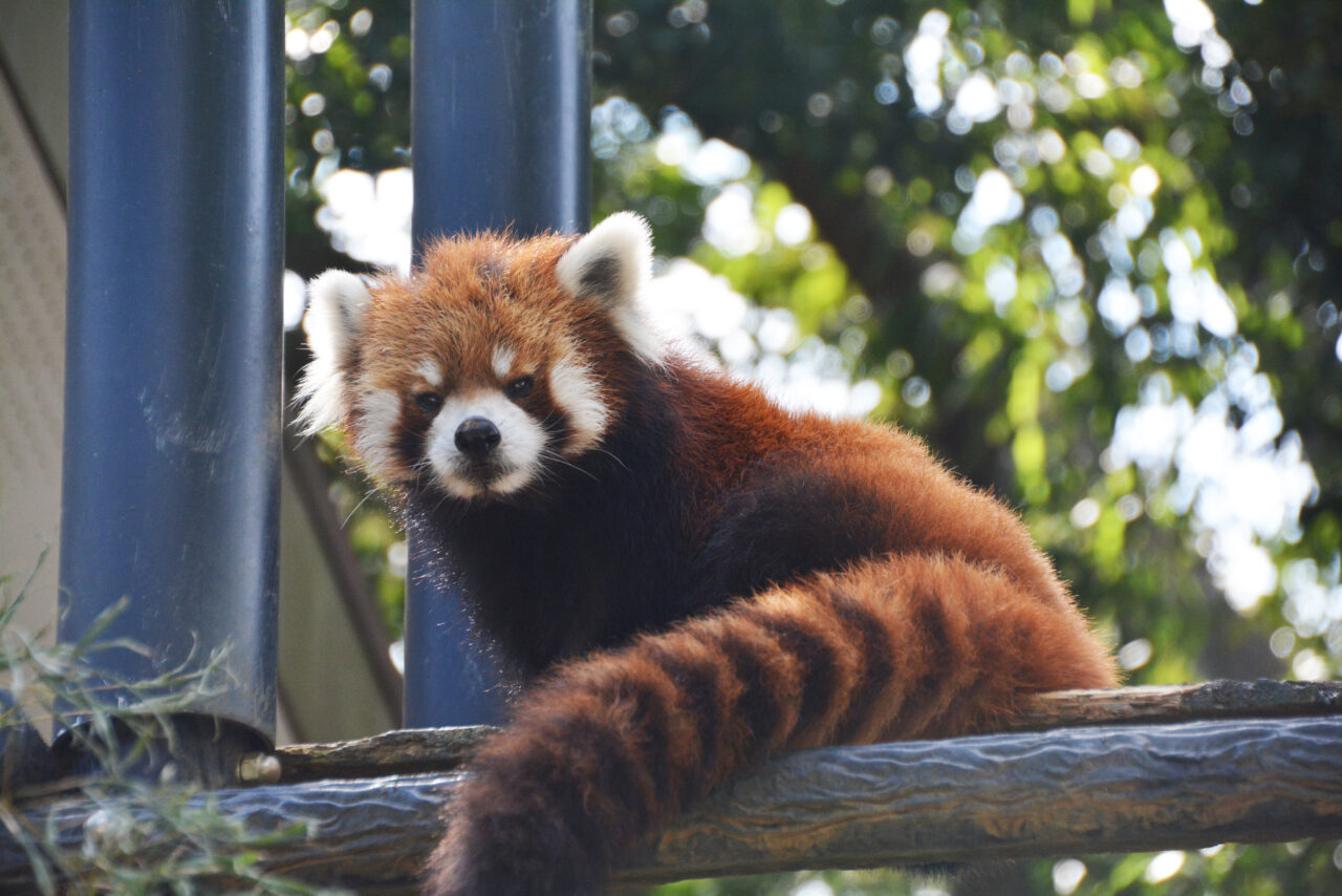 ２０２６年６月茶臼山城山動物園カレンダー写真募集３