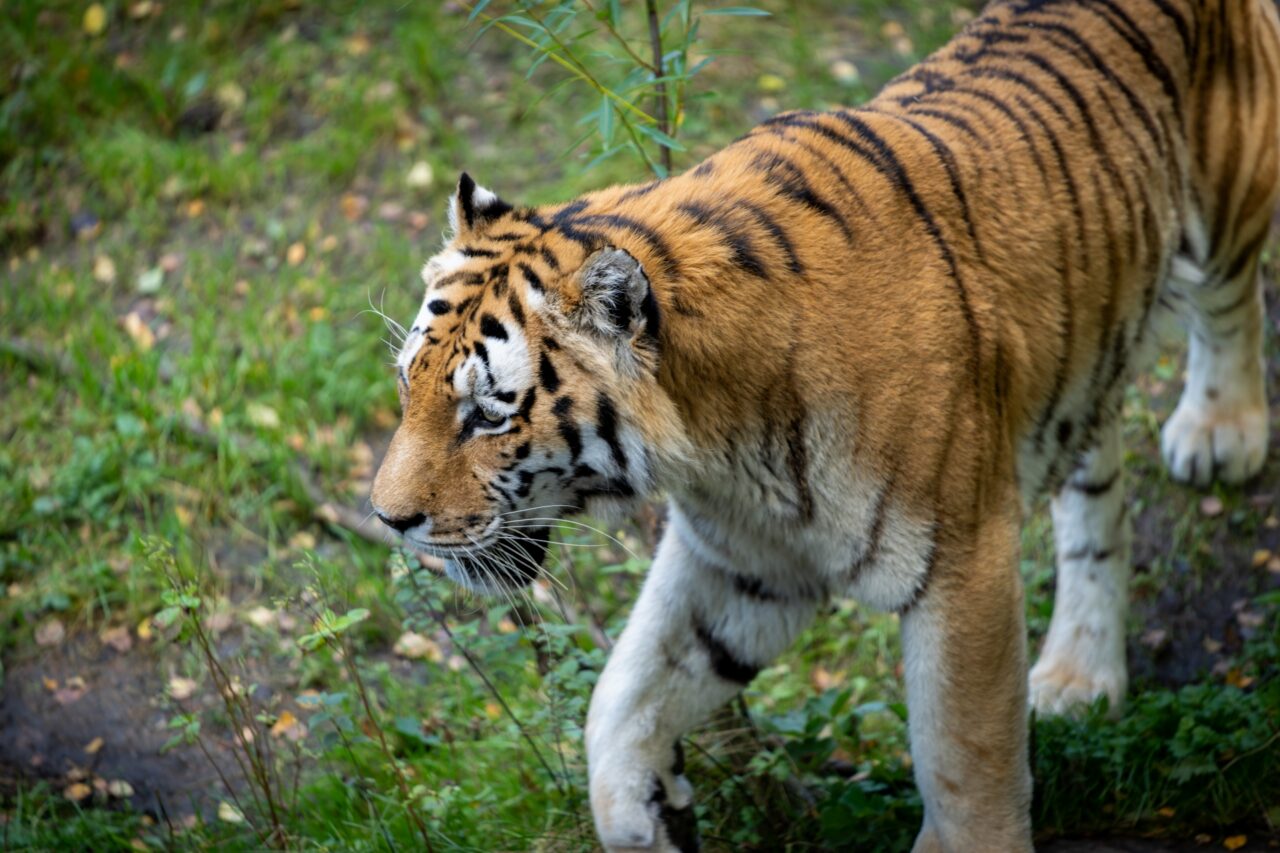 ２０２６年７月茶臼山動物園アムールトラの森オープン１